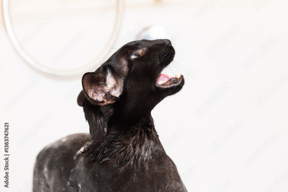 Black oriental cat taking bath in bathroom. Wet black cat in bathtub