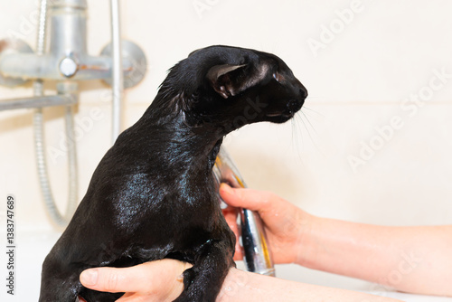 Black oriental cat taking bath in bathroom. Wet black cat in bathtub
