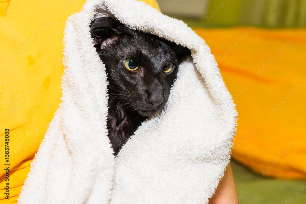Black purebred oriental cat washed in towel after bath