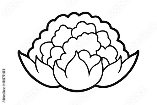 cauliflower isolated on white background