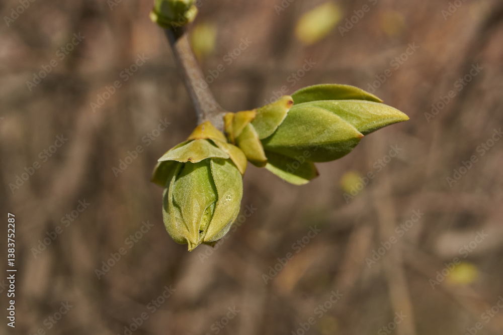Lilac buds are blooming. Lilac buds (Latin Syringa vulgaris) in the rays of the spring sun. Spring. Lilac buds are blooming. Lilac buds (Latin Syringa vulgaris) in the rays of the spring sun. Spring.