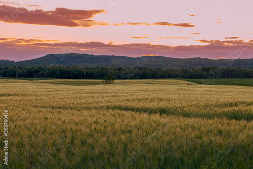 As the sunsets over the field of wheat, it creates a scenic picture basked in a pink hue.