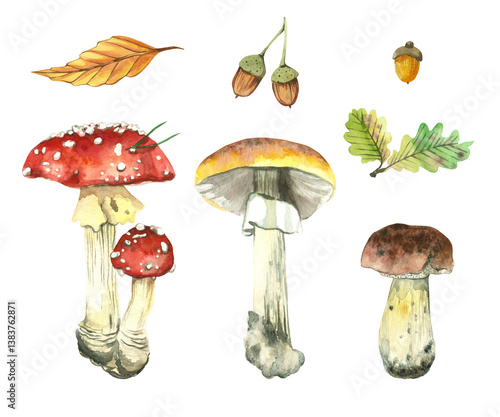 Set of forest mushrooms, fly agarics, birch boletes, porcini mushroom, tree leaves, acorns, oak leaves. All objects are hand-drawn with watercolors. For design of packaging, books, postcards.