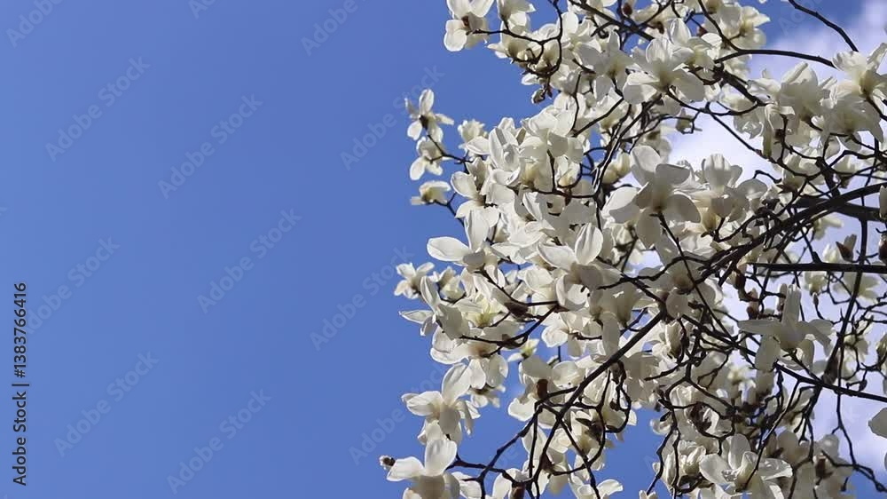 White magnolia flowers. Blooming tree in the park. Blooming white magnolia tree against the sky. Spring magnolia blossom. Nature background. Beautiful tree branches in spring White magnolia flowers. Blooming tree in the park. Blooming white magnolia tree against the sky. Spring magnolia blossom. Nature background. Beautiful tree branches in spring