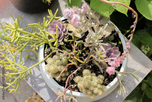 flowers in a pot