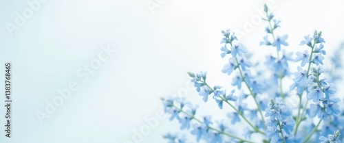 A serene close-up of delicate blue flowers against a soft, blurred background, evoking tranquility and natural beauty.