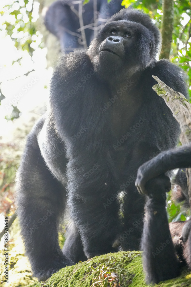 Obraz premium Uganda Mountain Gorilla 