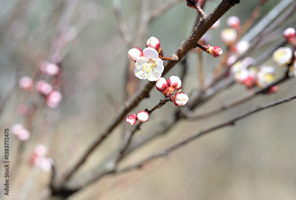 Spring Blossoms of Apricot (Prunus armeniaca) Spring Blossoms of Apricot (Prunus armeniaca)