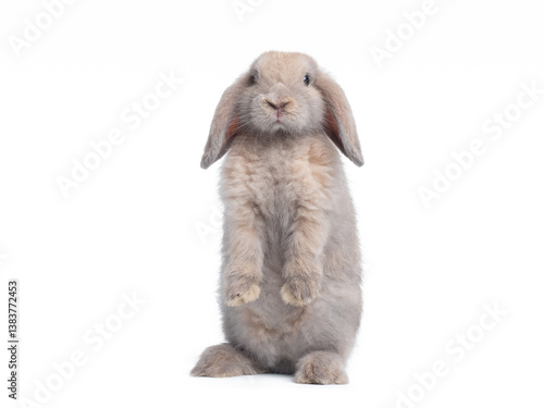 Grey cute holland lop rabbit standing isolated on white background. Lovely action of holland lop rabbit.