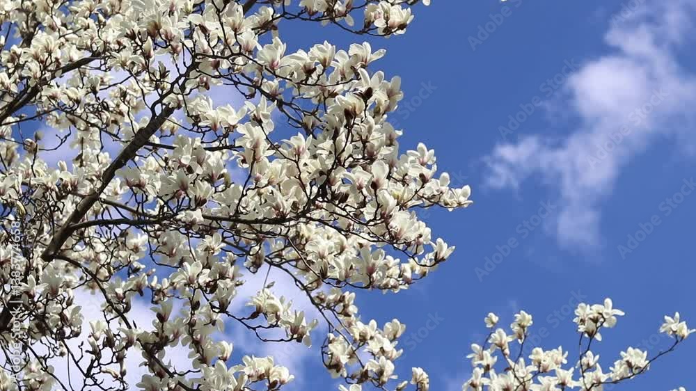 White magnolia flowers. Blooming tree in the park. Blooming white magnolia tree against the sky. Spring magnolia blossom. Nature background. Beautiful tree branches in spring White magnolia flowers. Blooming tree in the park. Blooming white magnolia tree against the sky. Spring magnolia blossom. Nature background. Beautiful tree branches in spring