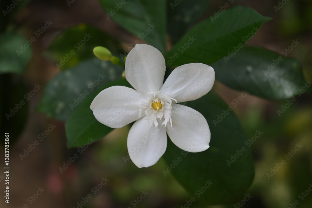 A coral swirl flower with five petals blooming in the garden A coral swirl flower with five petals blooming in the garden