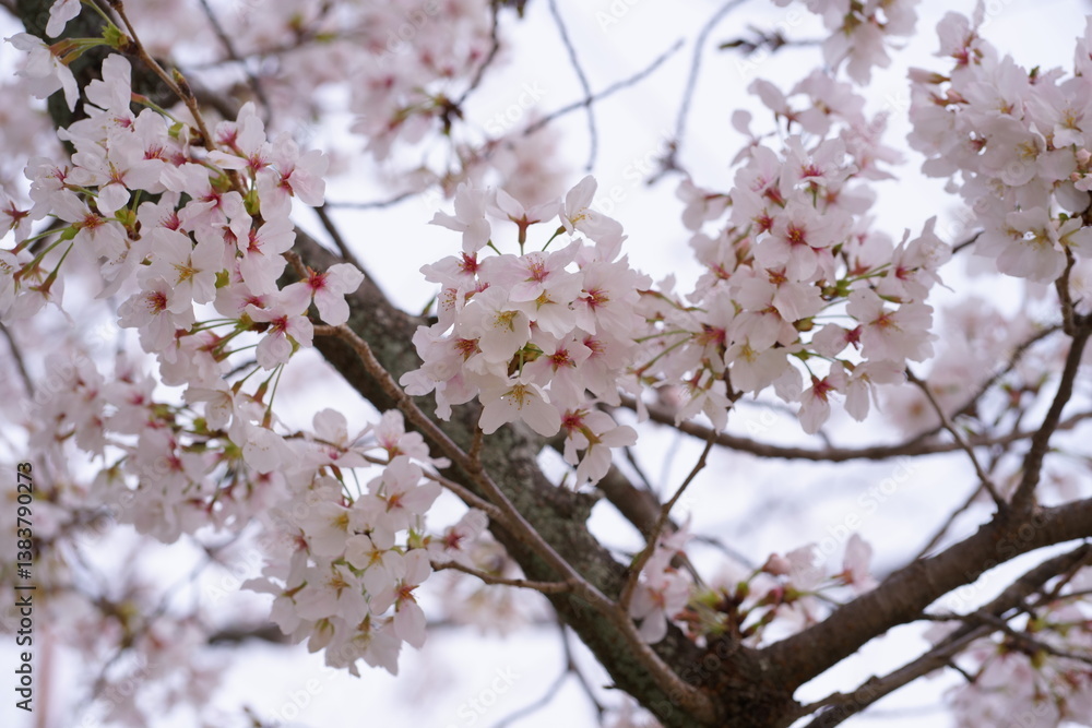 風に泳ぐ満開の桜 風に泳ぐ満開の桜