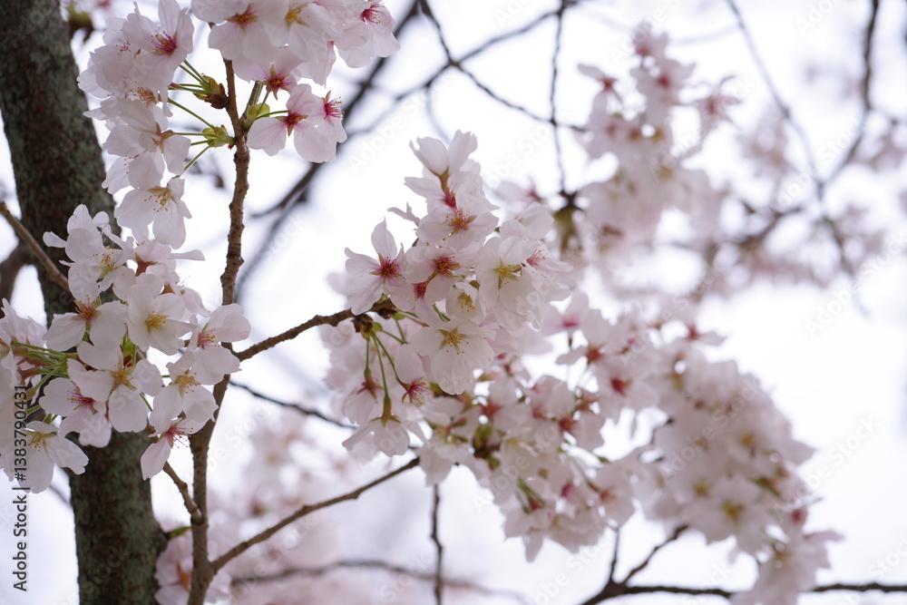 風に泳ぐ満開の桜 風に泳ぐ満開の桜