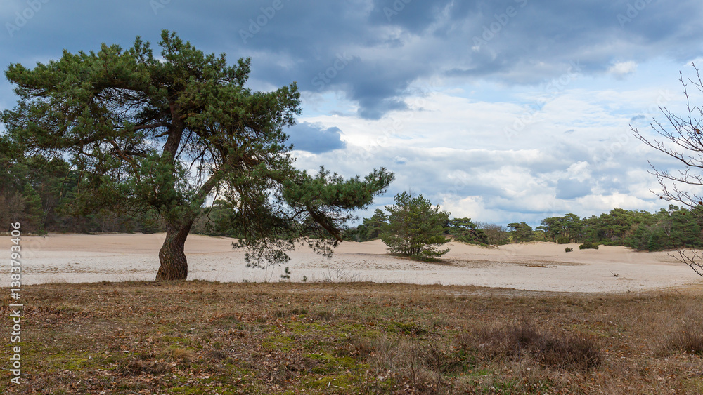 Fototapeta premium A lone tree stands tall in a serene, sandy landscape under cloudy skies, surrounded by sparse vegetation and stillness. Dutch landscape.