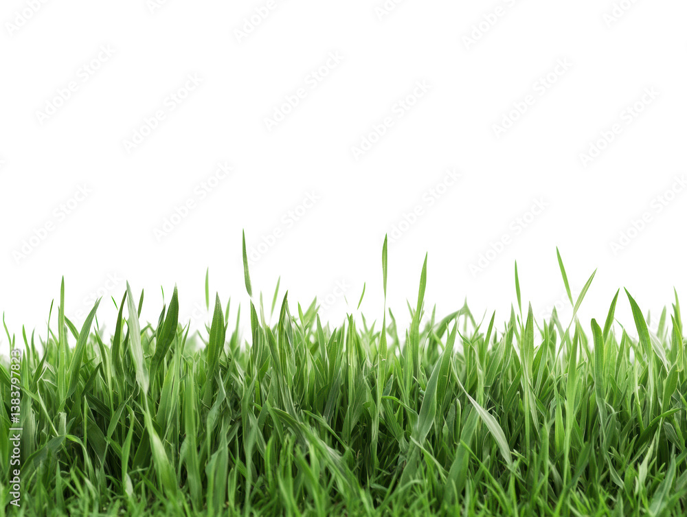 Obraz premium Lush green grass field for landscape design and gardening projects, cut out