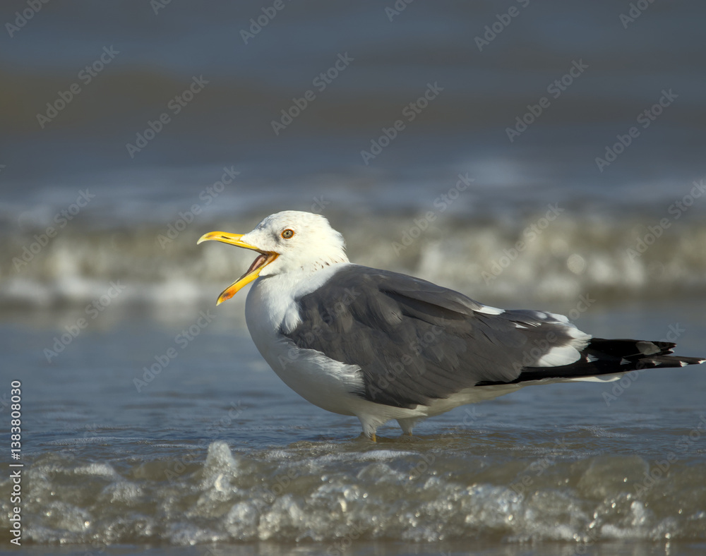 A Lesser Black-backed Gull stand poised on the shoreline, its sharp yellow beak and piercing eyes scanning the horizon. A Lesser Black-backed Gull stand poised on the shoreline, its sharp yellow beak and piercing eyes scanning the horizon.