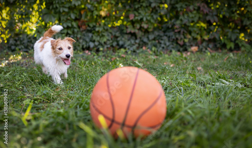Cute playful dog wants to play with her toy basket ball in the grass in summer