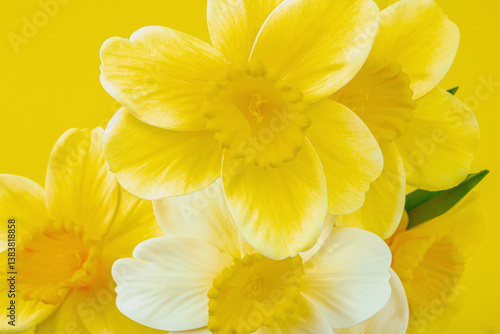 Festive spring composition with assorted blooming daffodils. Traditional seasonal flora