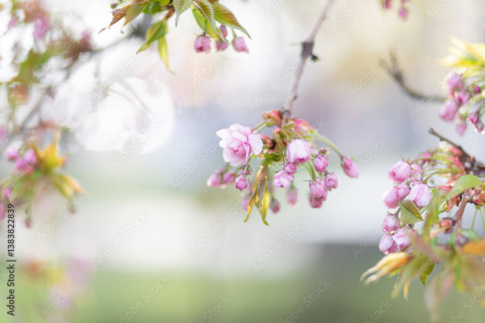 Branch with pink cherry blossom buds and new green leaves in soft light. Captured in early spring with a dreamy bokeh background Branch with pink cherry blossom buds and new green leaves in soft light. Captured in early spring with a dreamy bokeh background