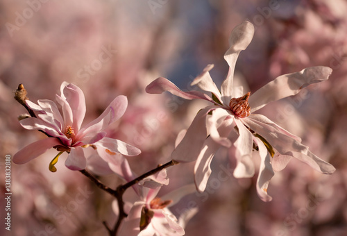 Kwitnące Magnolie. Wiosna 2025