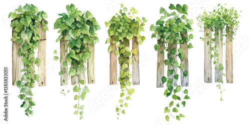 Set watercolor tropical green creeper leaves vine ivy plants bush hanging on wooden plank fence isolated on transparent background