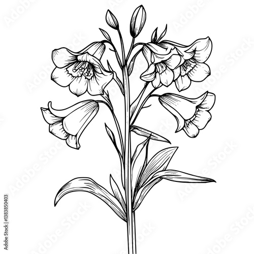 Bluebell coloring book vector design, Bluebell vector illustration