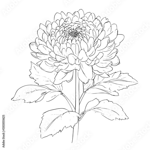 Chrysanthemum coloring book vector design, Chrysanthemum vector illustration