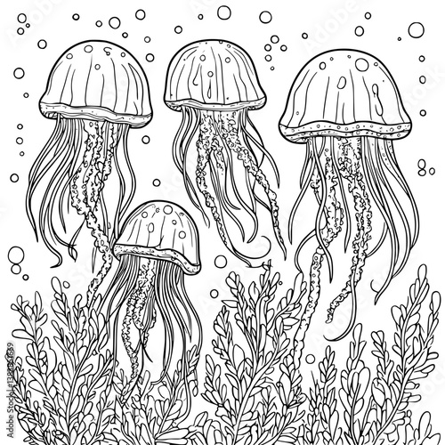 Jellyfish coloring book vector design, Jellyfish vector illustration