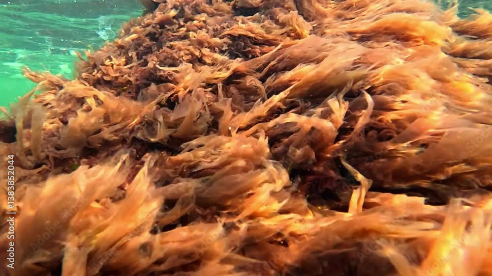 Algae in the underwater landscape of the Black Sea, red (Porphyra, Ceramium) and green (Enteromorpha, Cladophora) algae sway in the waves on the rocks near the shore Algae in the underwater landscape of the Black Sea, red (Porphyra, Ceramium) and green (Enteromorpha, Cladophora) algae sway in the waves on the rocks near the shore
