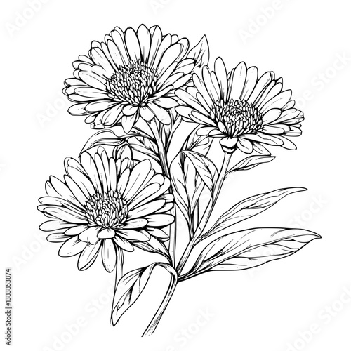 Aster coloring book vector design, Aster illustration art
