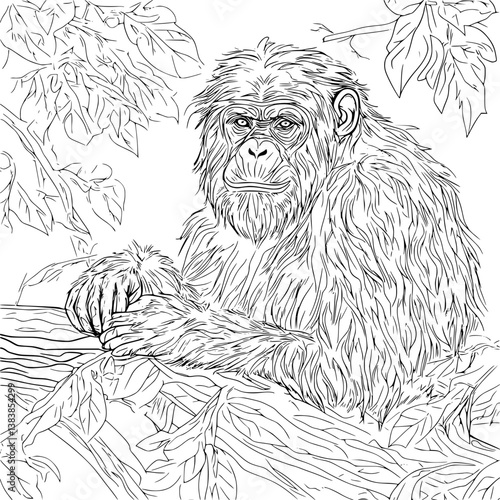 Chimpanzee coloring book vector design, Chimpanzee illustration art