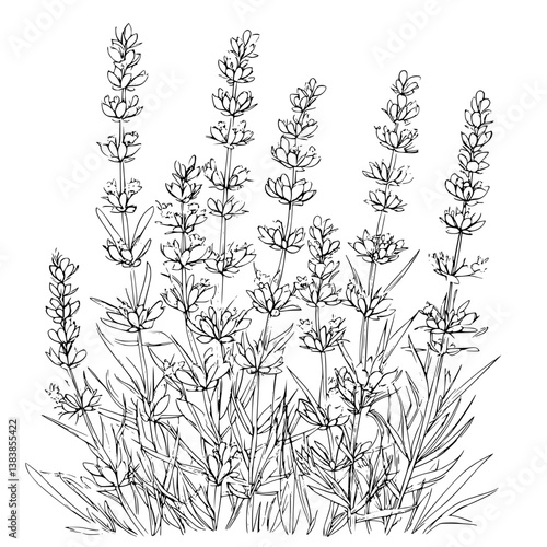 Lavender coloring book vector design, Lavender illustration art