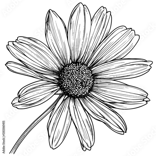 Daisy coloring book vector design, Daisy vector graphic