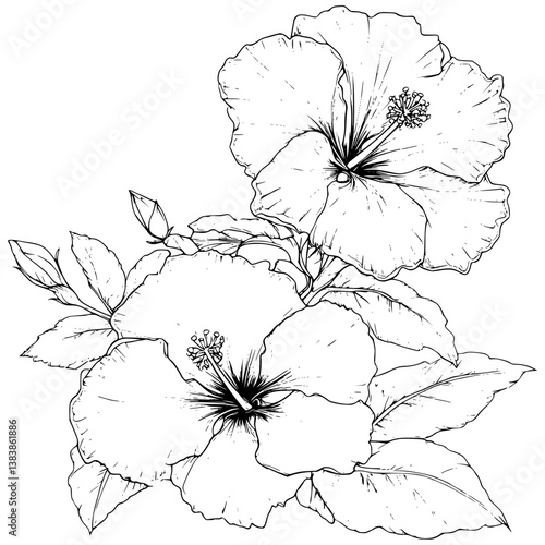 Hibiscus coloring book vector design, Hibiscus vector graphic