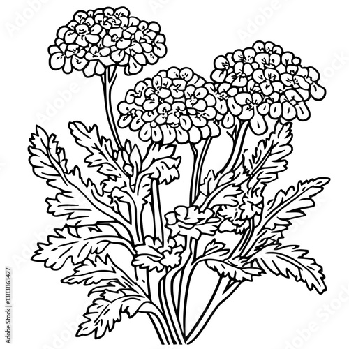 Yarrow coloring book vector design, Yarrow vector graphic
