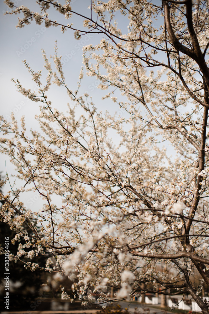 Blooming cherry trees with flowers in garden close up. Springtime. Blooming cherry trees with flowers in garden close up. Springtime.