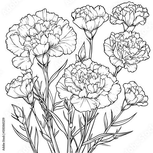 Collection of Carnations coloring book vector designs, Carnations vector image
