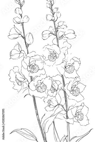 Collection of Delphiniums coloring book vectors, Delphiniums vector image