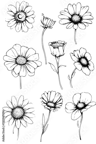 Collection of Daisies coloring book vectors, Daisies vector image