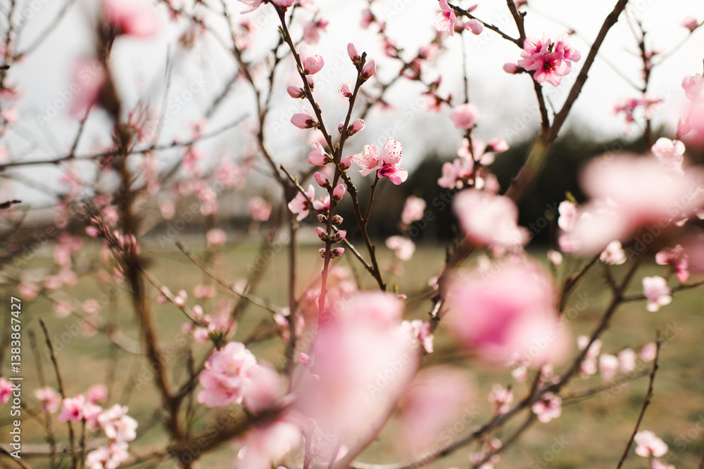Blooming peach trees with flowers in garden close up. Springtime. Blooming peach trees with flowers in garden close up. Springtime.