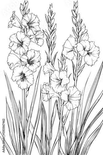 Collection of Gladioli coloring book vectors, Gladioli vector image
