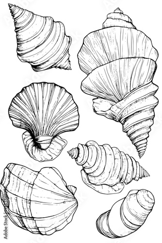 Collection of Shells coloring book vector designs, Shells vector image