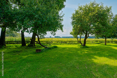 View over a meadow with trees.