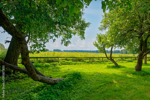 View over a meadow with trees.