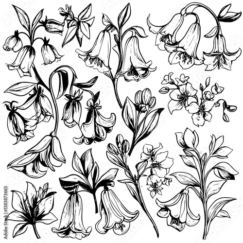 Collection of Bluebells coloring book vector designs, Bluebells vector illustration