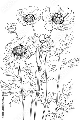 Collection of Anemones coloring book vectors, Anemones vector illustration