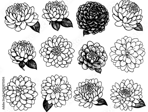 Collection of Chrysanthemums mandala vector design, Chrysanthemums vector illustration