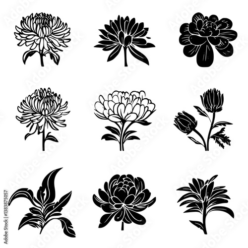 Collection of Chrysanthemums vector designs, Chrysanthemums vector illustration