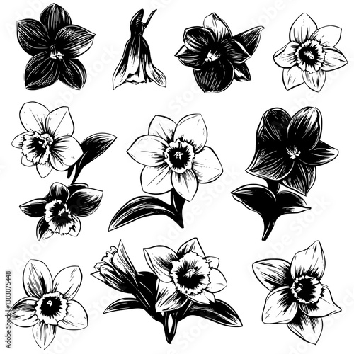 Collection of Daffodils vector designs, Daffodils vector illustration