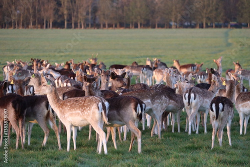 Deers in Phoenix Park in Dublin